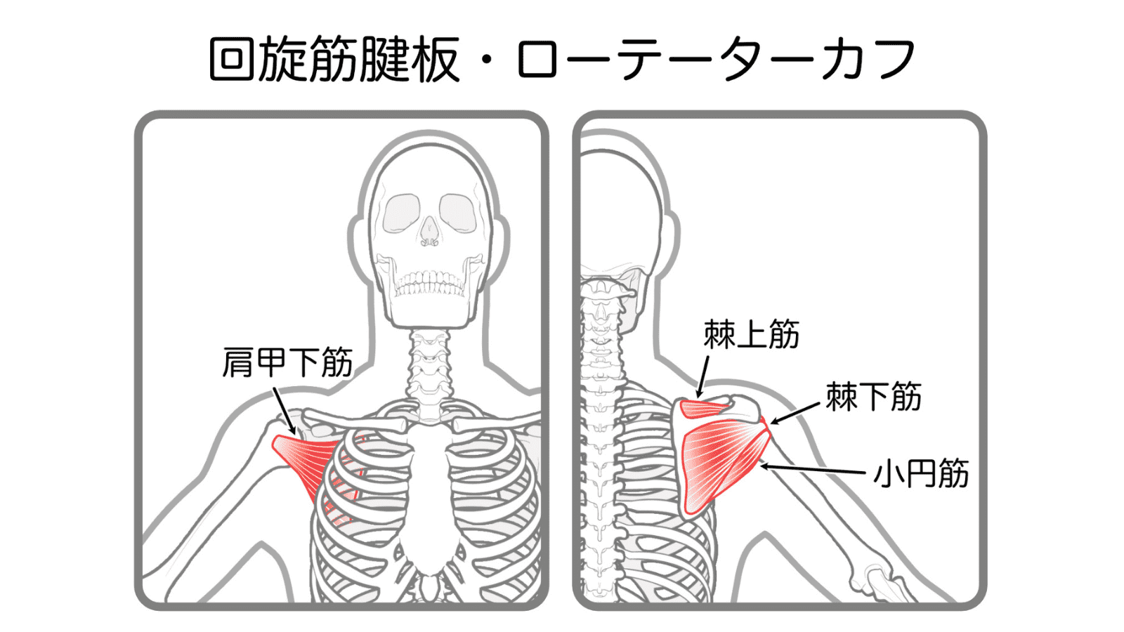イラスト　ローテーターカフ