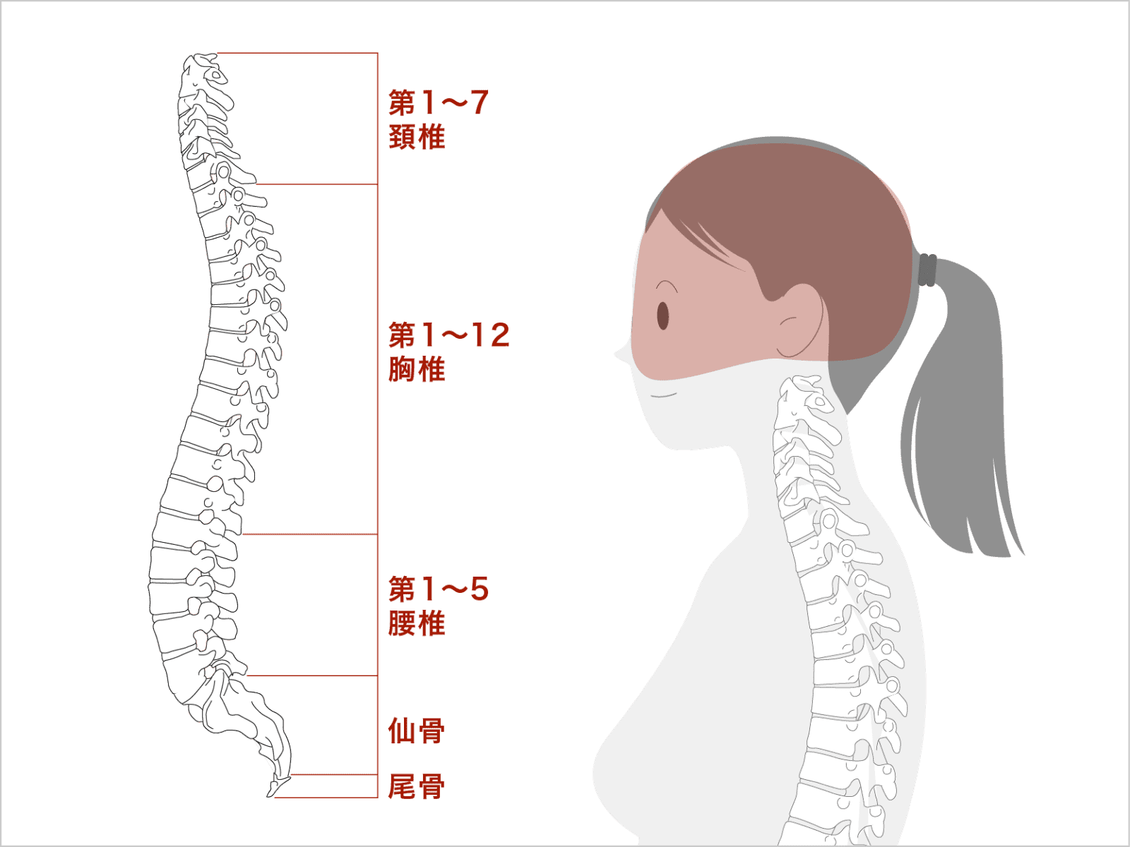 頭と脊椎のの構造