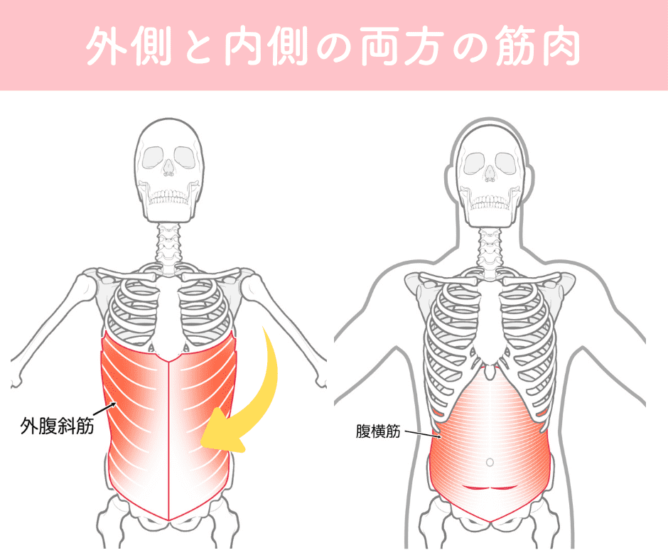 腹筋のイラスト