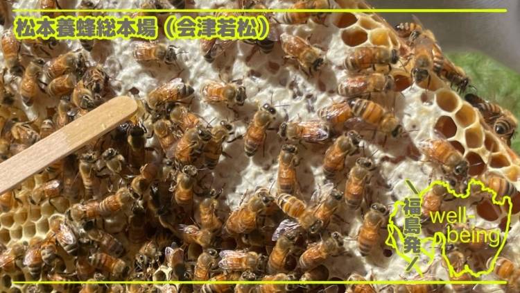 疲れやすい40代女性に知って欲しい。毎日を支える“はちみつ”の秘密【管理栄養士レポ】