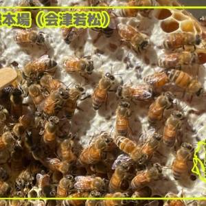 疲れやすい40代女性に知って欲しい。毎日を支える“はちみつ”の秘密【管理栄養士レポ】