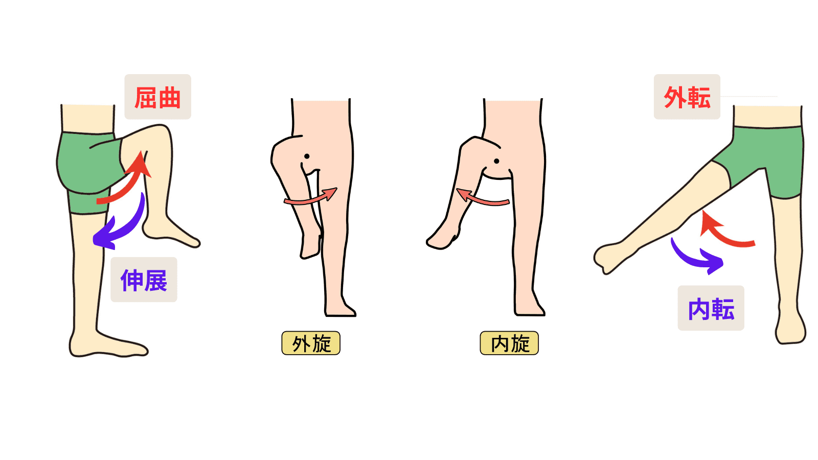 股関節の動き　イラスト