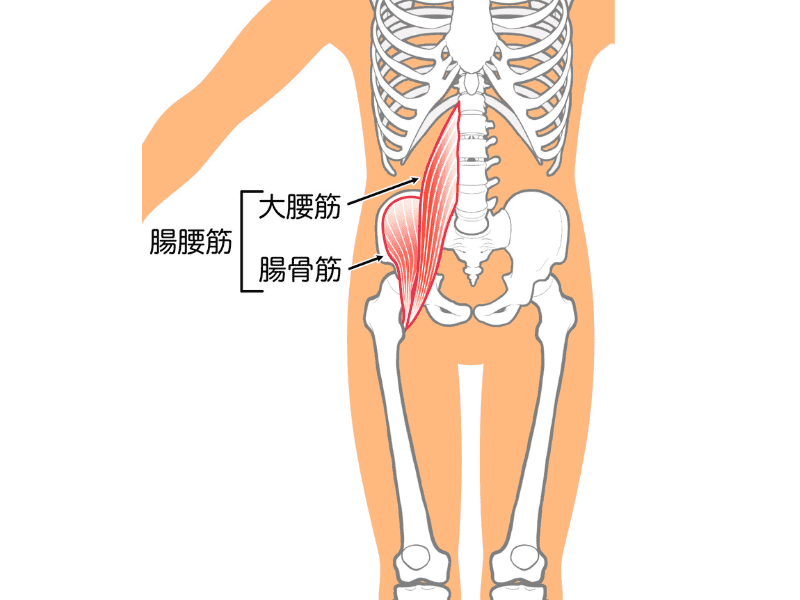 腸腰筋