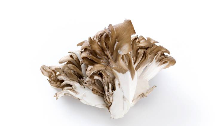 庶民派きのこ「まいたけ」が“血糖値サポーター”!?血糖値＆脂質代謝を助ける特有成分の正体