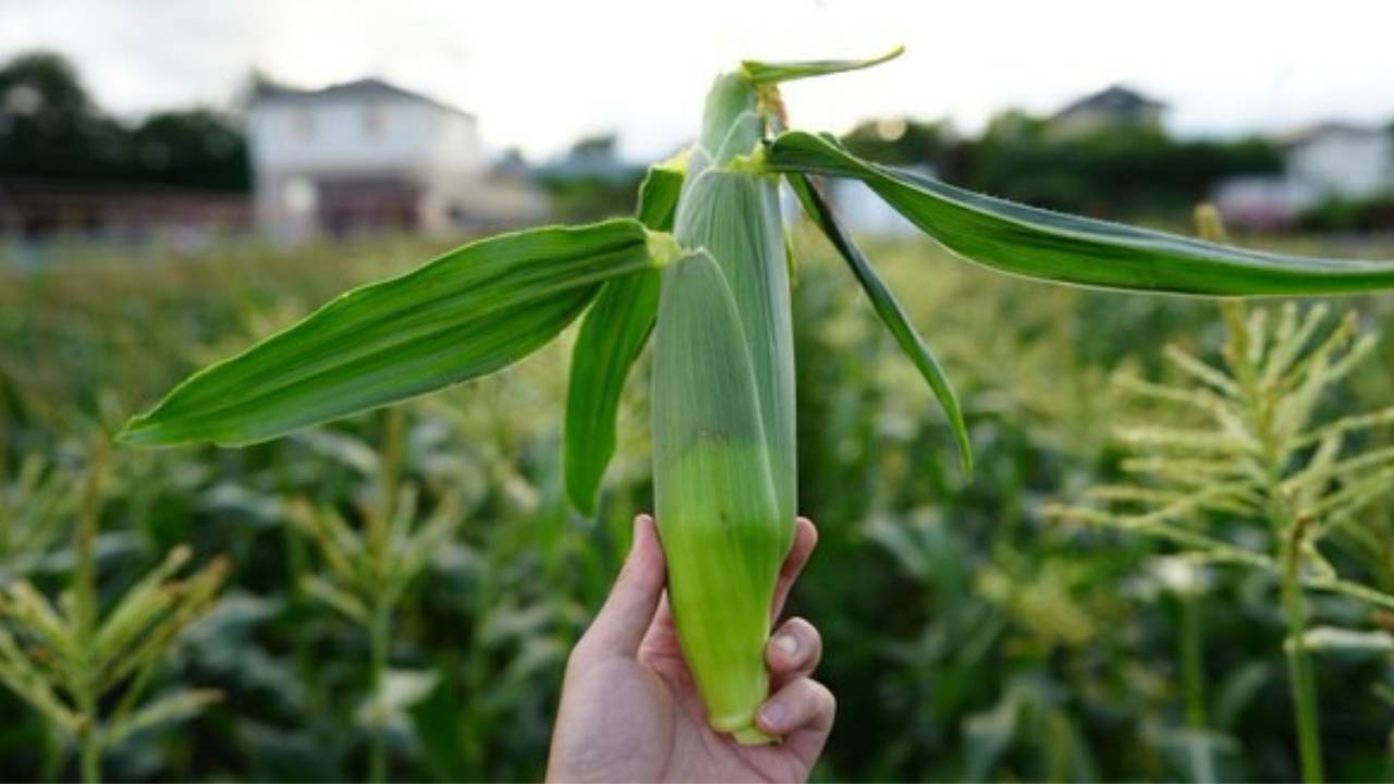 トウモロコシ畑