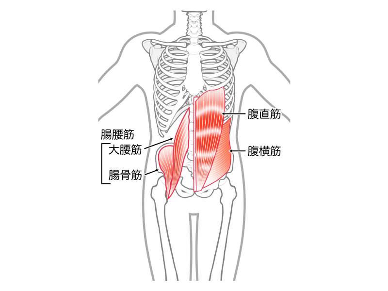 腸腰筋・腹横筋