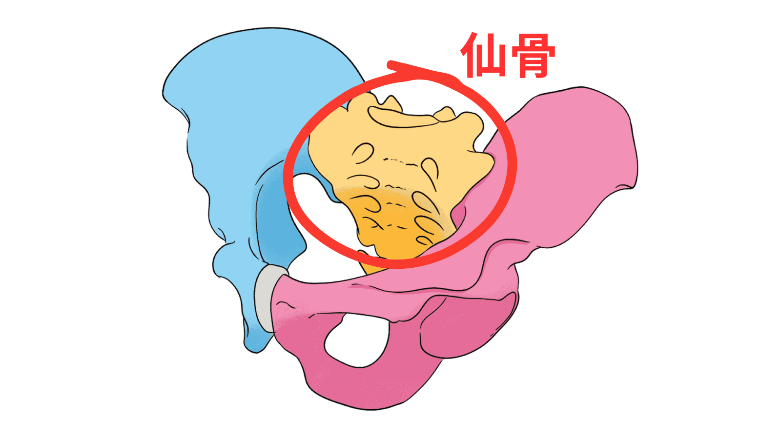 仙骨　イラスト