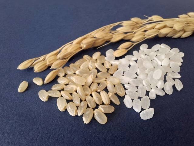 白米と玄米