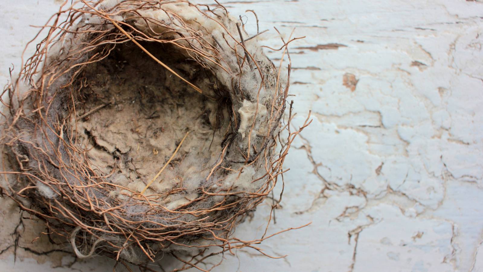 【空の巣症候群3つの対策】子どもの巣立ちと更年期からの生き方を考える