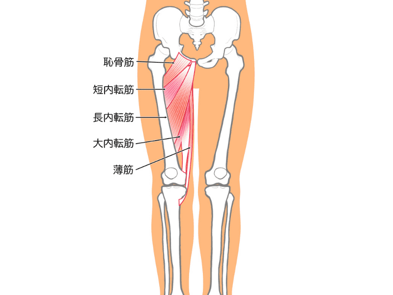内転筋
