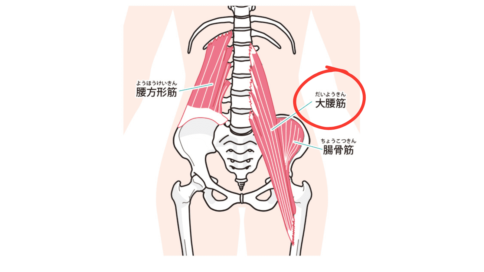 大腰筋　イラスト