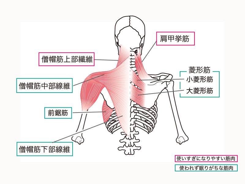 背中の筋肉まとめ