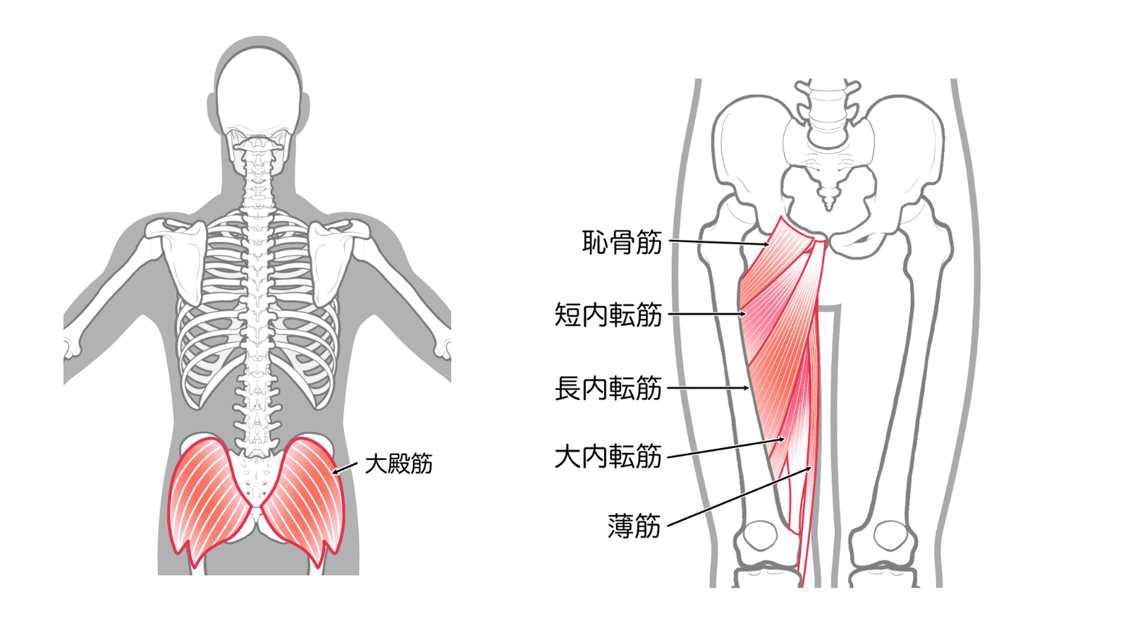 大殿筋　内転筋　イラスト