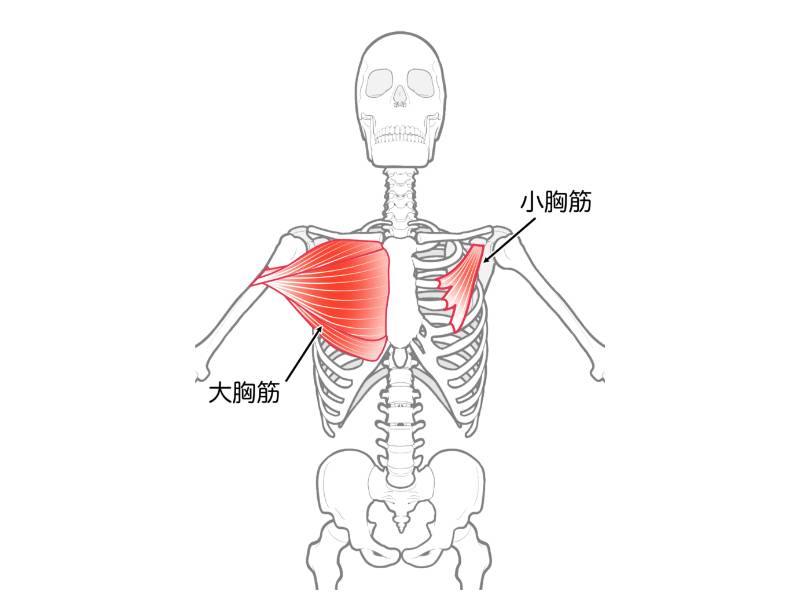 大胸筋・小胸筋