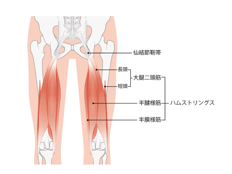 ハムストリングス