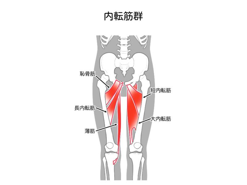 内転筋