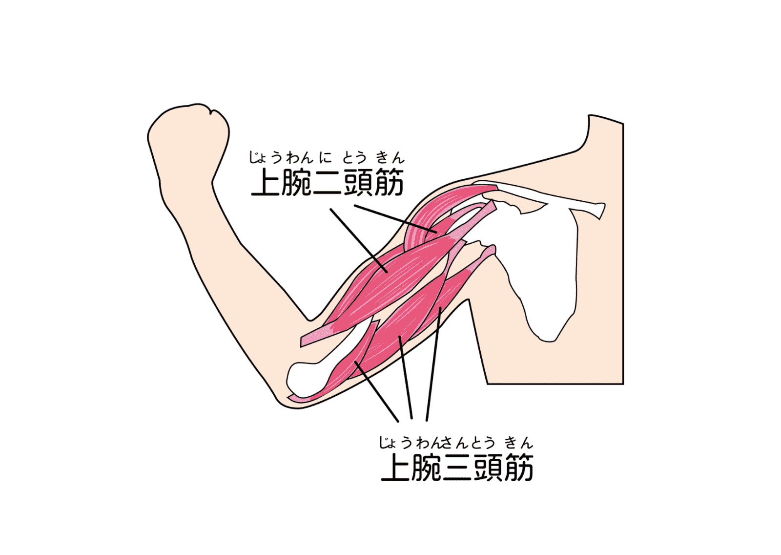 上腕三頭筋