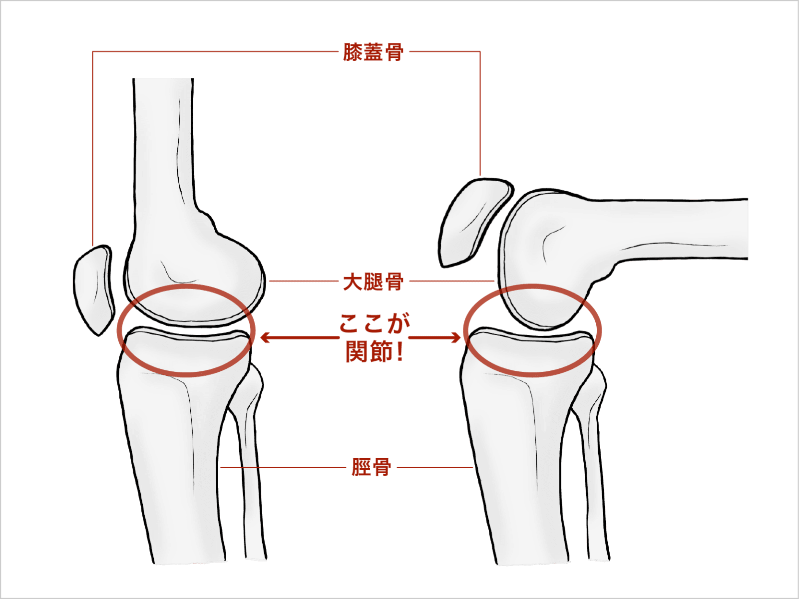 膝の関節の構造