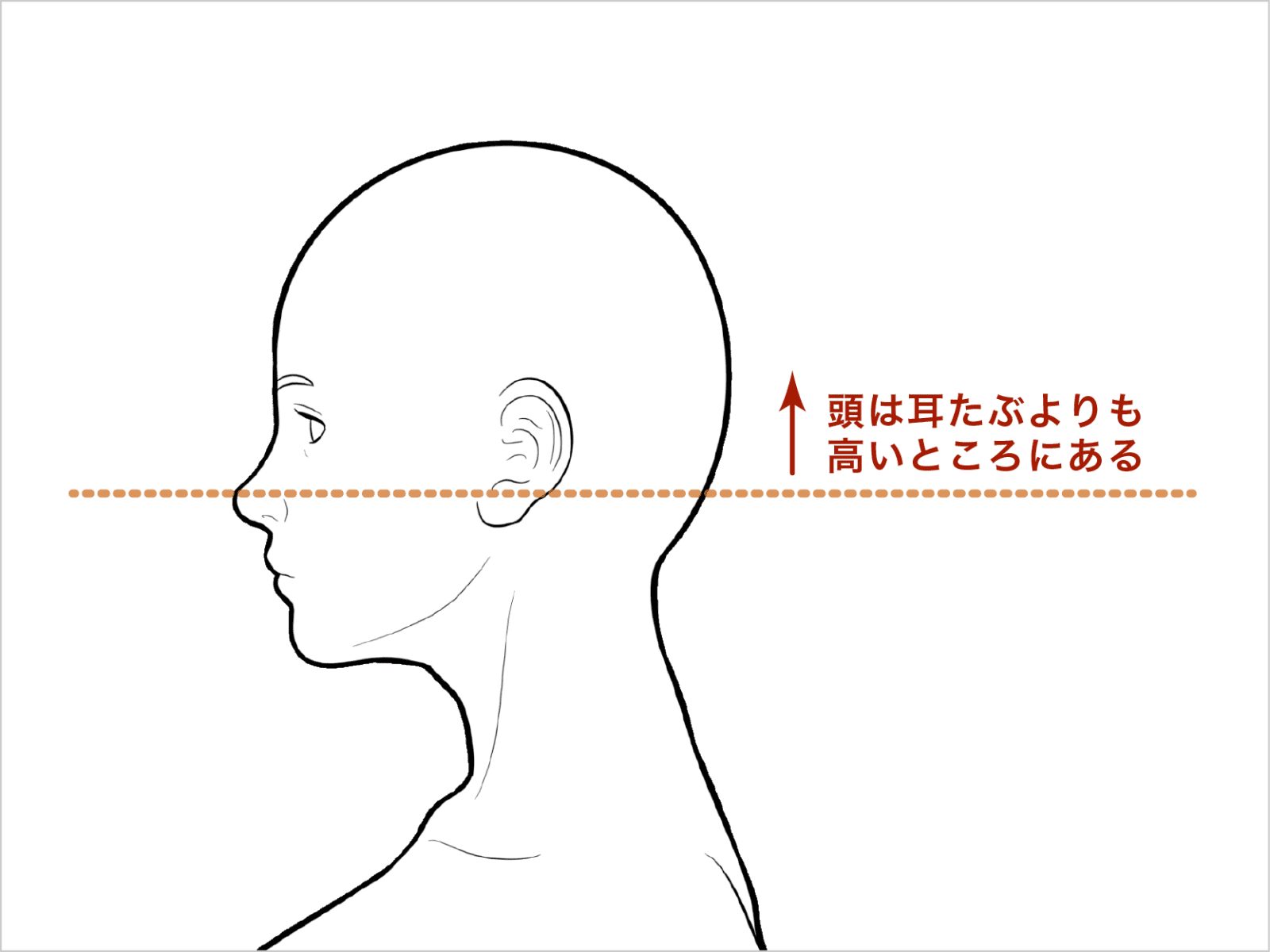 頭は耳たぶよりも高いところにある