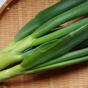 ネギの青と白で効果が違う？疲労回復に効く「ネギ」の正しい食べ方｜管理栄養士が解説