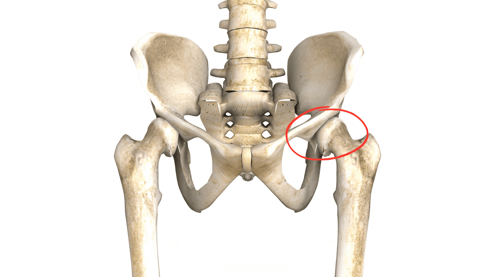 股関節　イラスト