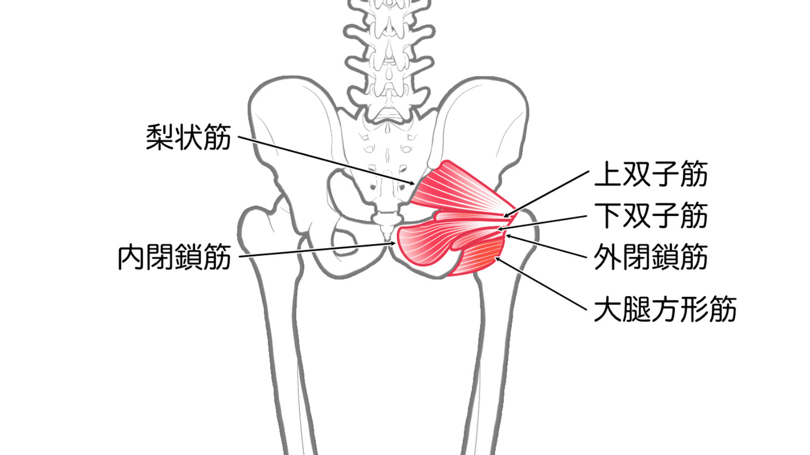 深層外旋六筋　イラスト