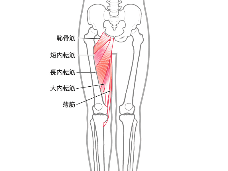 内転筋群