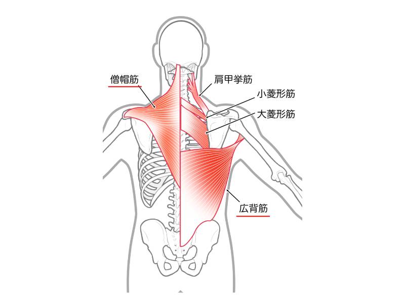 広背筋・僧帽筋