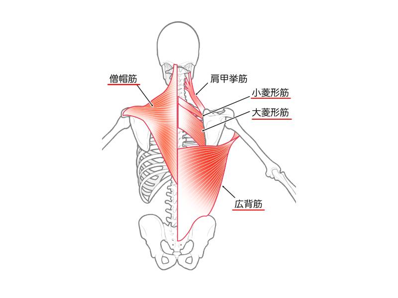 広背筋・僧帽筋・菱形筋