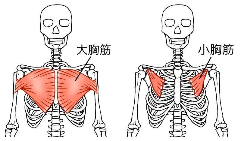 大胸筋