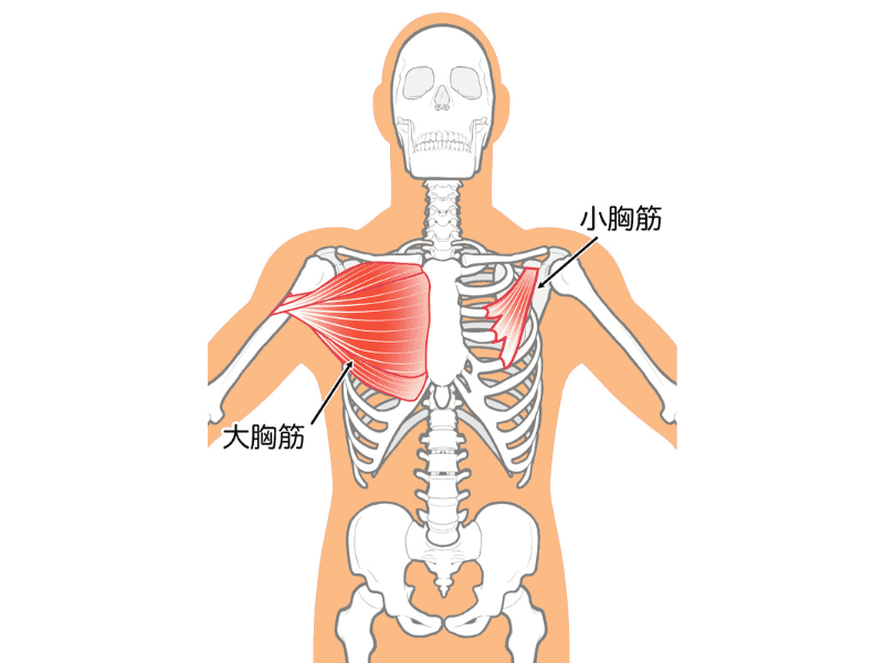 大胸筋