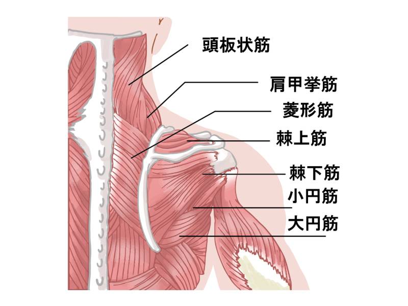 菱形筋・大円筋