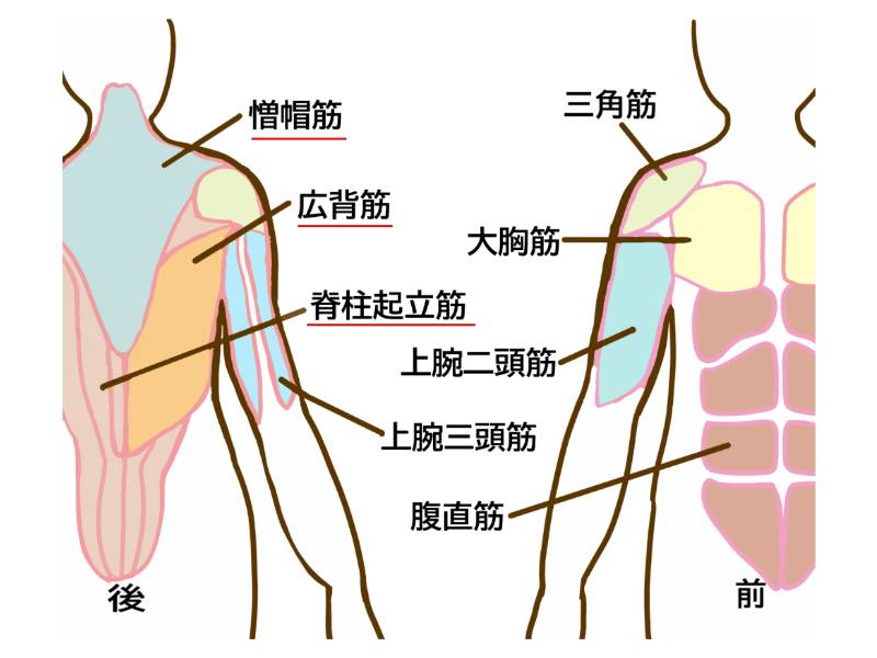 僧帽筋・広背筋・脊柱起立筋