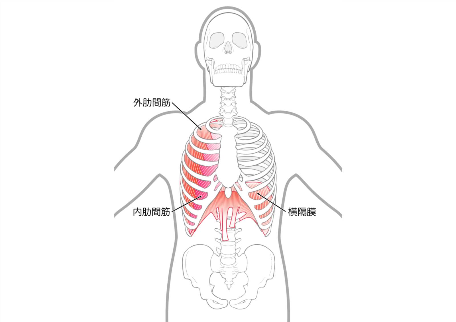 肋間筋・横隔膜