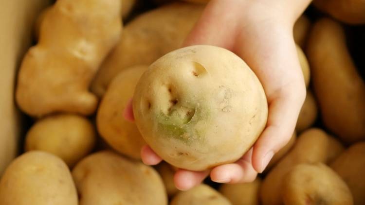 じゃがいもには毒がある？皮ごと食べるときの注意点とは｜管理栄養士が解説