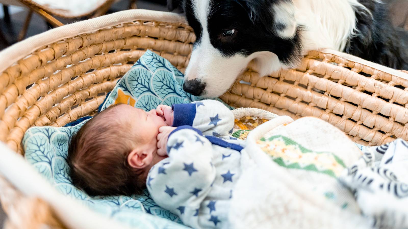 【犬と育った子供は喘息を発症するリスクが低い!?】研究結果が示唆