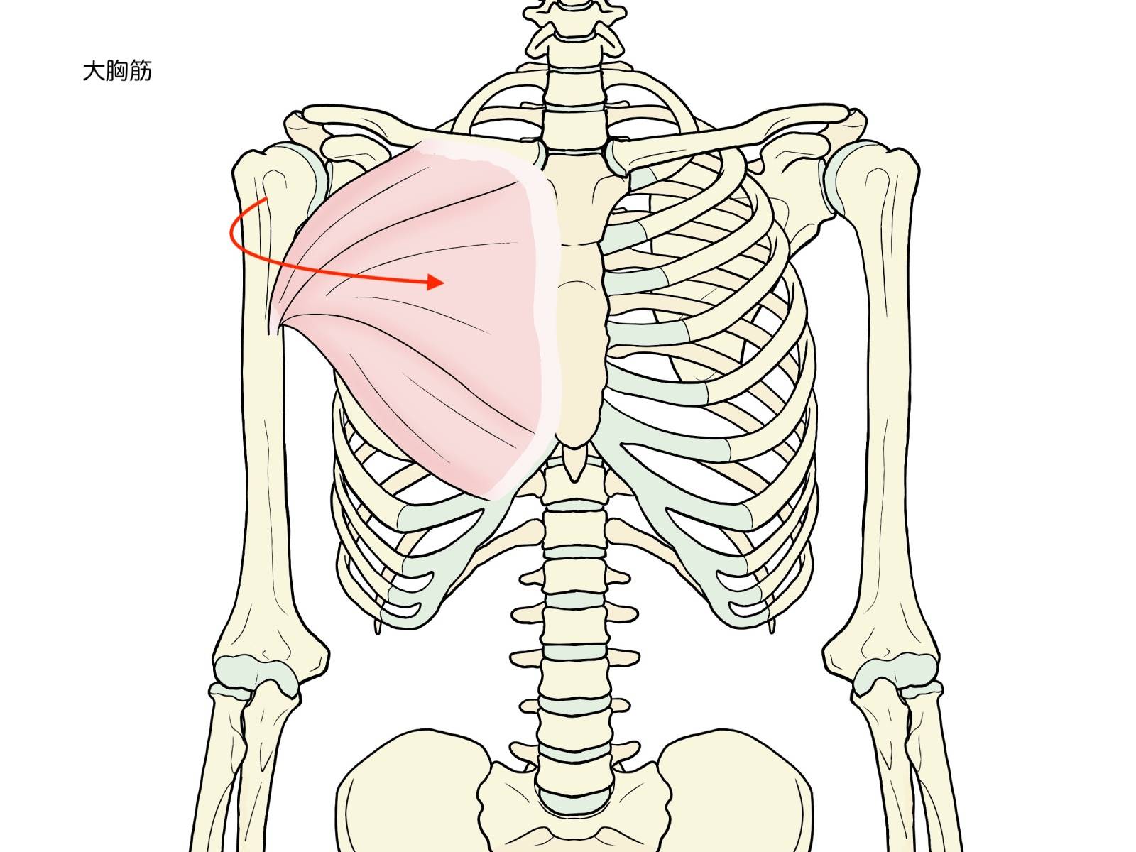 大胸筋
