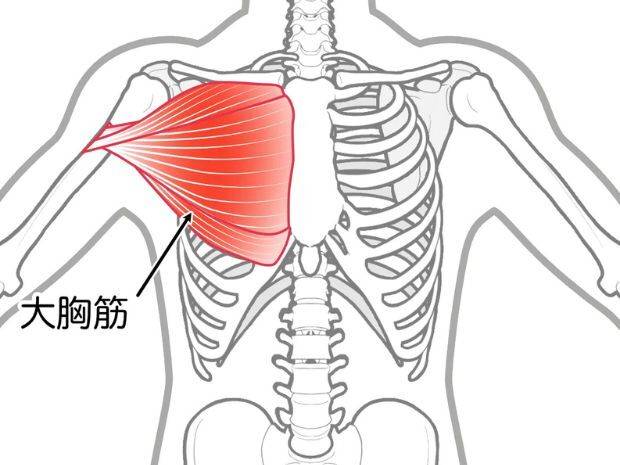 大胸筋