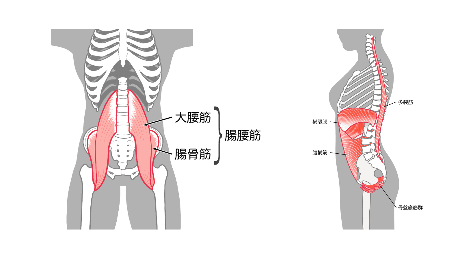 体幹の筋肉　イラスト