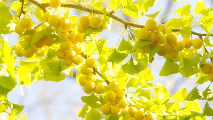 「食べすぎると中毒を起こす?」ぎんなんを食べない方がいい人の特徴とは|管理栄養士が解説