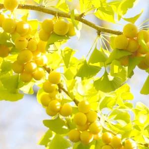 「食べすぎると中毒を起こす？」ぎんなんを食べない方がいい人の特徴とは｜管理栄養士が解説