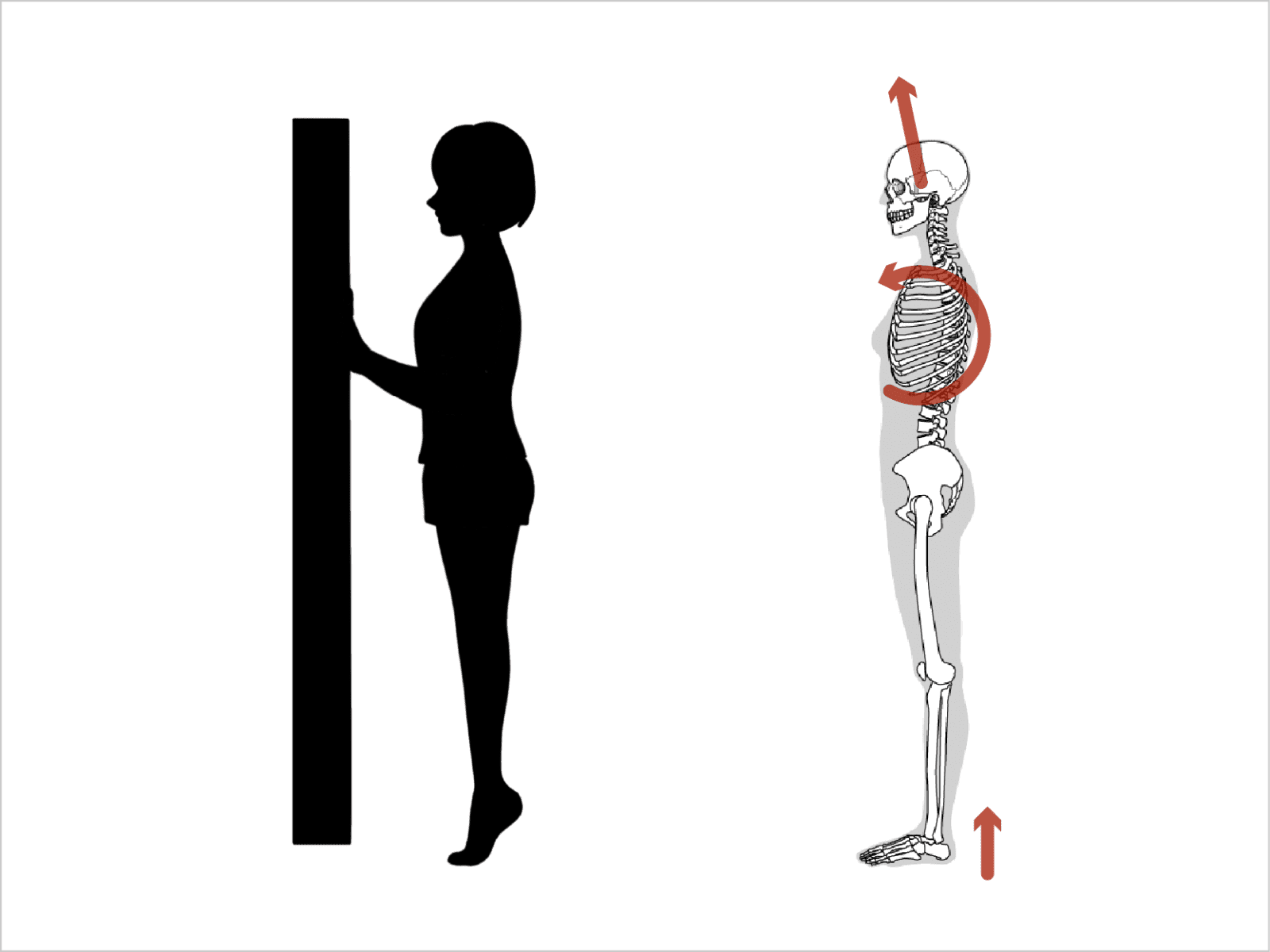 胸郭が後ろから前の方向へ回転する