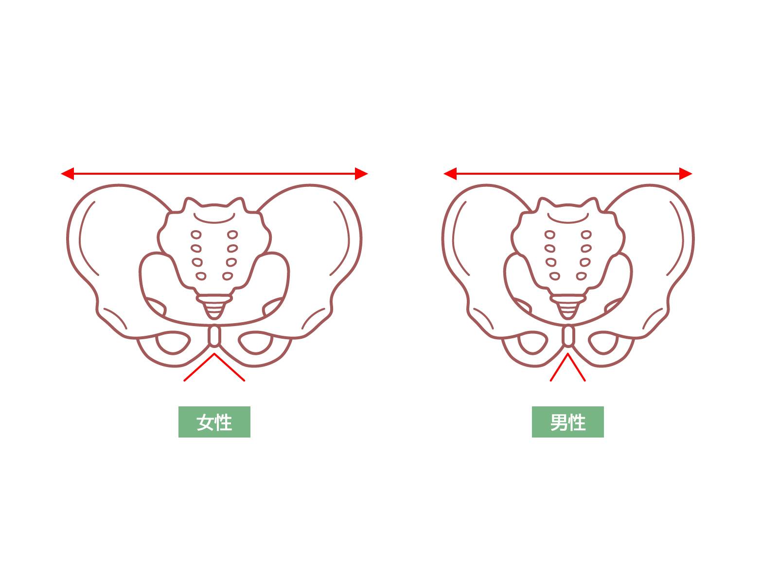 男女の骨盤の違い