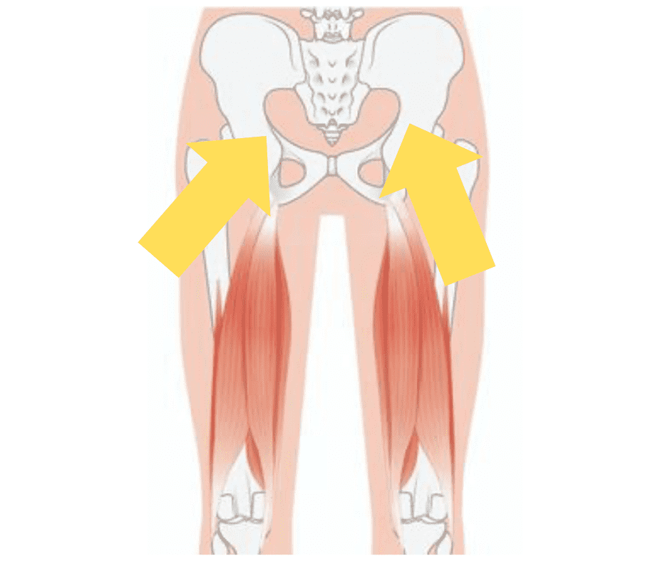 ハムストリングスの筋繊維方向