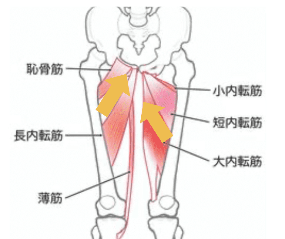 内ももの筋繊維方向