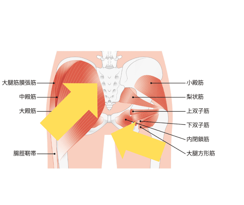 お尻の筋繊維方向