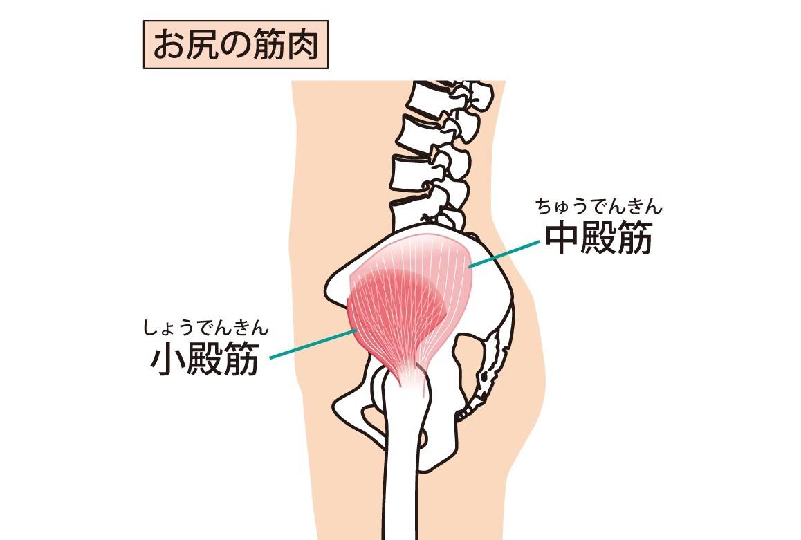 中殿筋・小殿筋・中殿筋