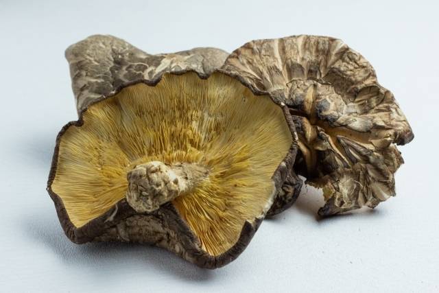 干ししいたけのイメージ