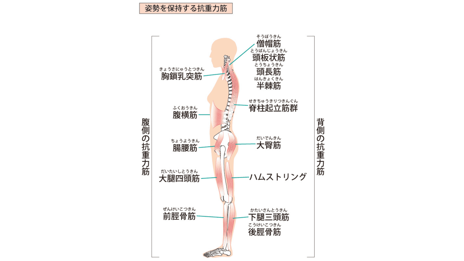 姿勢維持の筋肉