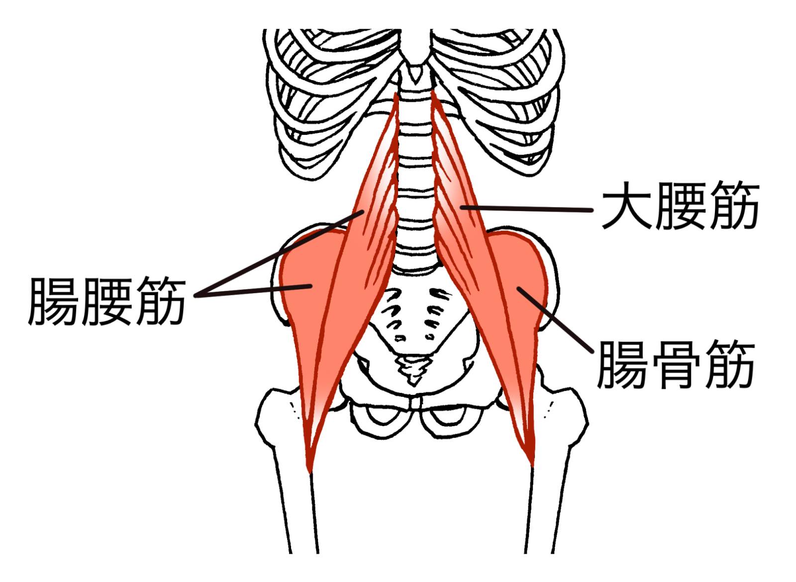 骨盤と股関節をつなぐ筋肉